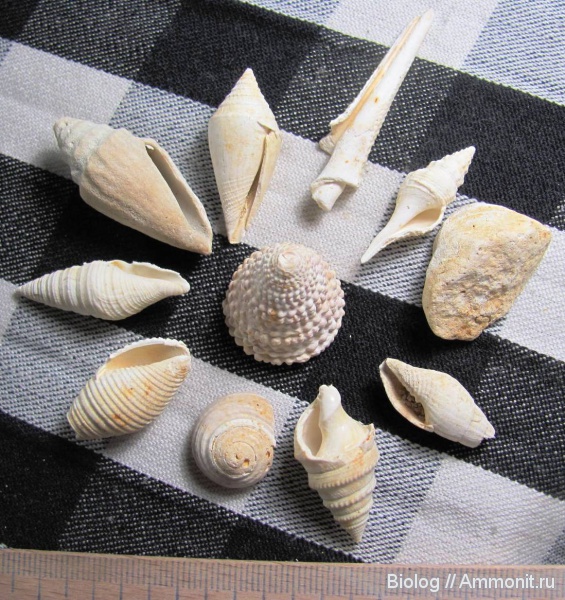 Gastropoda, Рыбальский карьер, мандрыковские слои, верхний эоцен, Upper Eocene