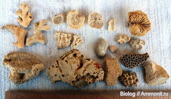 кораллы, Cunnolites intumescens, Cunnolites, Днепропетровск, Рыбальский карьер, мандрыковские слои, верхний эоцен, приабон, Upper Eocene