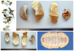 Хитоны (панцирные моллюски) - фрагметы панцирей