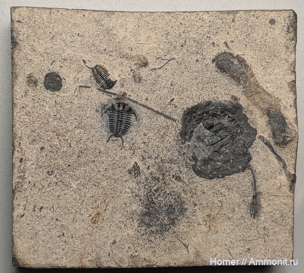 трилобиты, морские лилии, ордовик, США, криноидеи