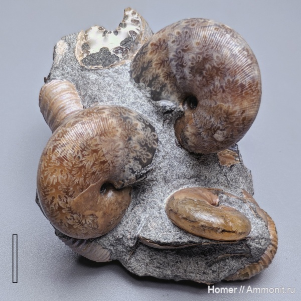 аммониты, мел, аптский ярус, Euphylloceras