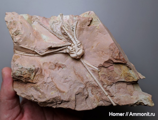 морские лилии, карбон, Цемгигант, криноидеи, Mooreocrinus, Московская область, Cromyocrinidae