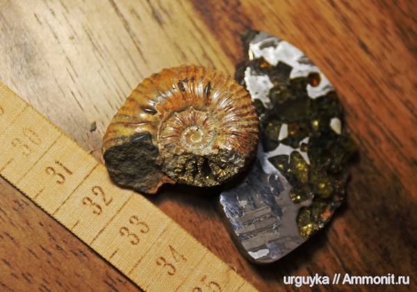 аммониты, мел, головоногие моллюски, мезозойская эра, Ammonites, р. Курджипс, Cretaceous