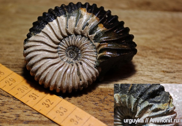 аммониты, мел, головоногие моллюски, мезозойская эра, Ammonites, Colombiceras, Cretaceous
