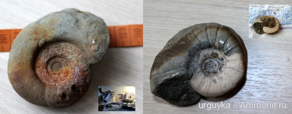 аммониты, мел, мезозойская эра, Ammonites, Eogaudryceras, р. Курджипс, Cretaceous