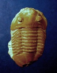 Onchometopus volborthi