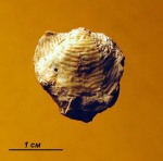 Брахиопода Chonetipustula sp.