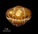 Pliomera fischeri