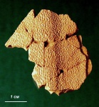Часть щитка Asterolepis sp.