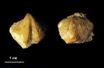 Брахиопода Cyrtospirifer aff. schelonicus