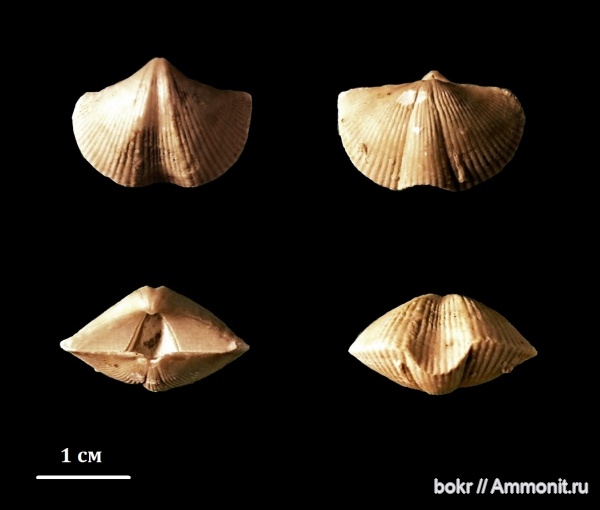 Devonian, Cyrtospirifer, brachiopoda, spiriferidae