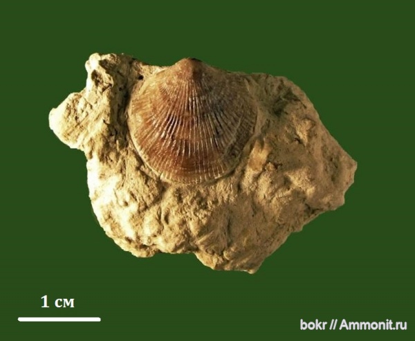 Devonian, brachiopoda, Atrypidae, Variatrypa tanaica, Variatrypa