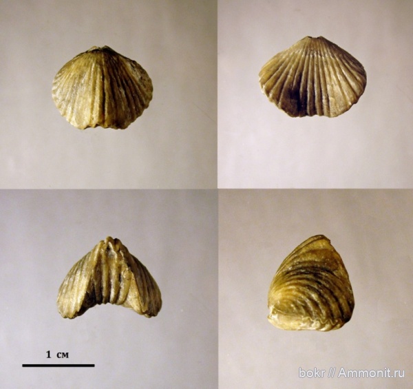 девон, Devonian, brachiopoda, Псковская область, Trigonirhynchiidae, Ripidiorhynchus livonicus