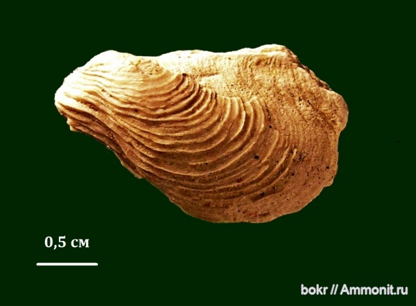 Devonian, Липецкая область, bivalvia, leptodesma