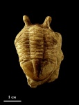 Трилобит Asaphus punctatus