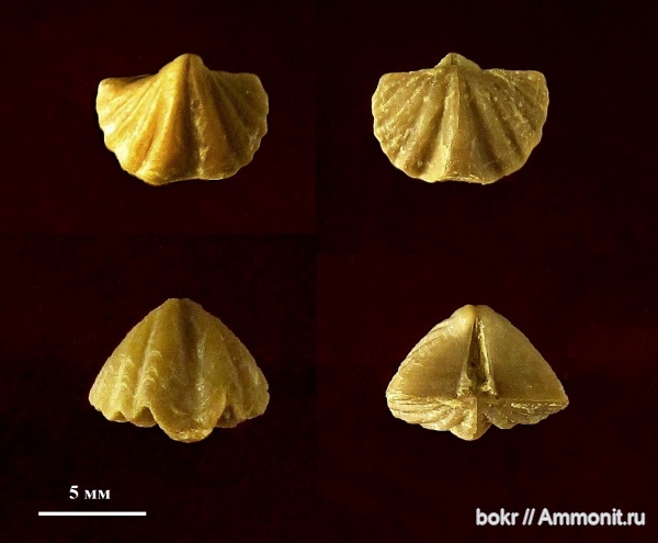 девон, brachiopoda, Новгородская область, spiriferidae, cyrtina demarlii