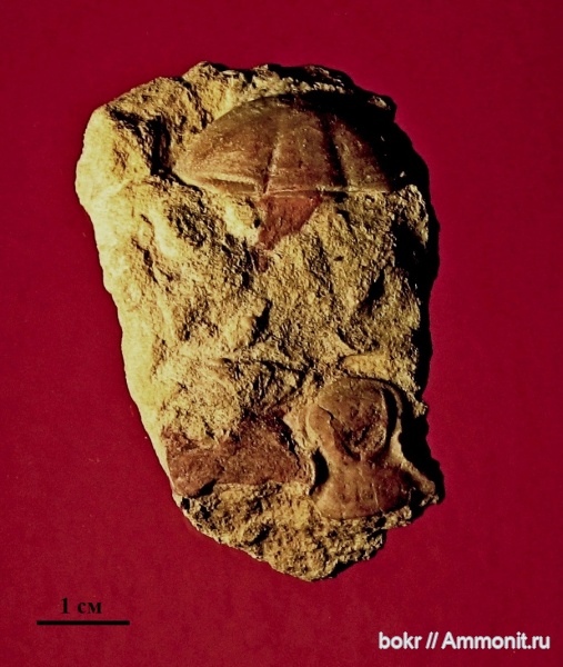 ордовик, Ленинградская область, Asaphida, proasaphus primus, р. Ижора