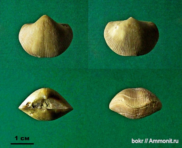 Theodossia, brachiopoda, Spiriferida, Воронежская область, Кривоборье