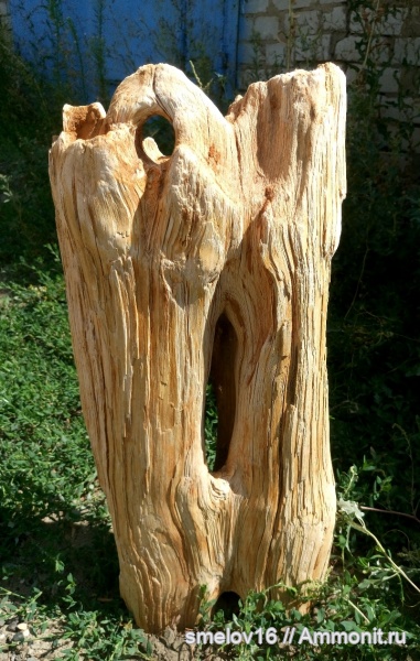 Окаменелое дерево. Образцы интерьерные, для ландшафного дизайна