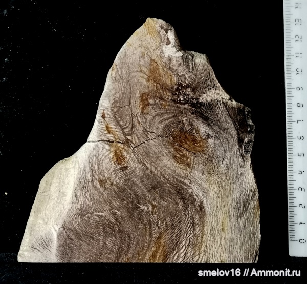 дерево окаменелое, платан