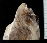 Окаменелое дерево