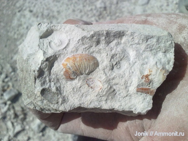 аммониты, Ammonites, Baculites