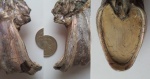 Относительно целое устье макроконха Deshayesites tenuicostatus
