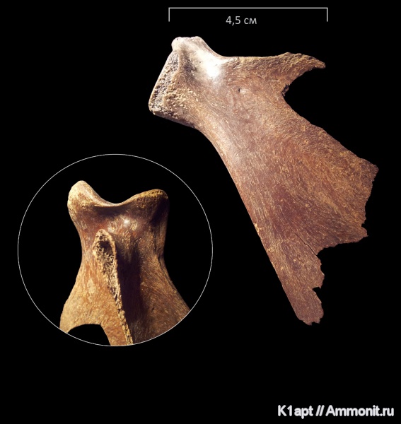 млекопитающие, плейстоцен, четвертичный период, кости, Саратовская область, Балаково