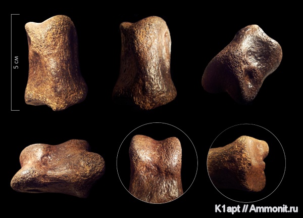 млекопитающие, плейстоцен, четвертичный период, кости, Саратовская область, Балаково, фаланги