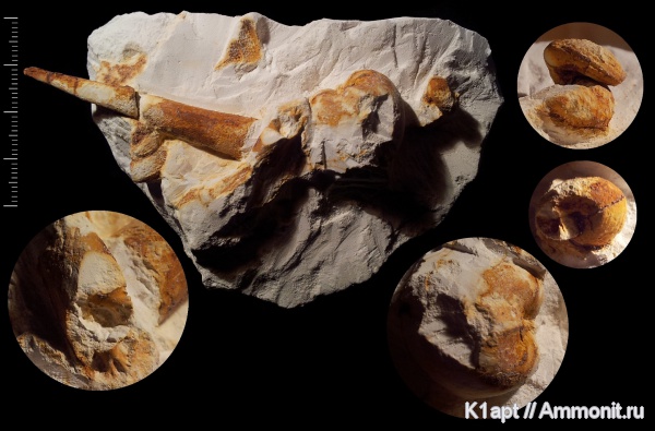 гастроподы, мел, скафоподы, мезозойская эра, маастрихт, верхний мел, Baculites, Maastrichtian, Cretaceous, Upper Cretaceous