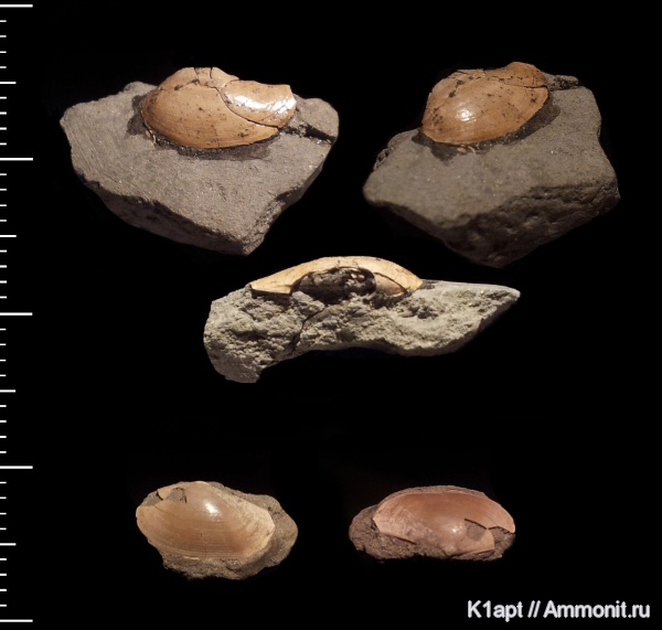 мел, двустворчатые моллюски, нижний мел, апт, ?, Саратовская область, нижний апт, Nuculoida, Aptian, Cretaceous, Lower Cretaceous