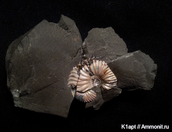 аммониты, мел, Deshayesites, апт, Deshayesites deshayesi, Ammonites, нижний апт, Deshayesitidae, Aptian, Cretaceous