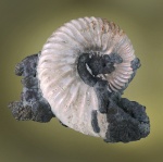 Микроконх Deshayesites sp. со сглаживающейся скульптурой в пиритовом стяжении