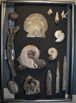 Палеонтологическая коллекция - вариант компоновки