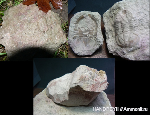 окаменелости, трилобиты, ордовик, известняк, Ленинградская область, Fossils, Ordovician