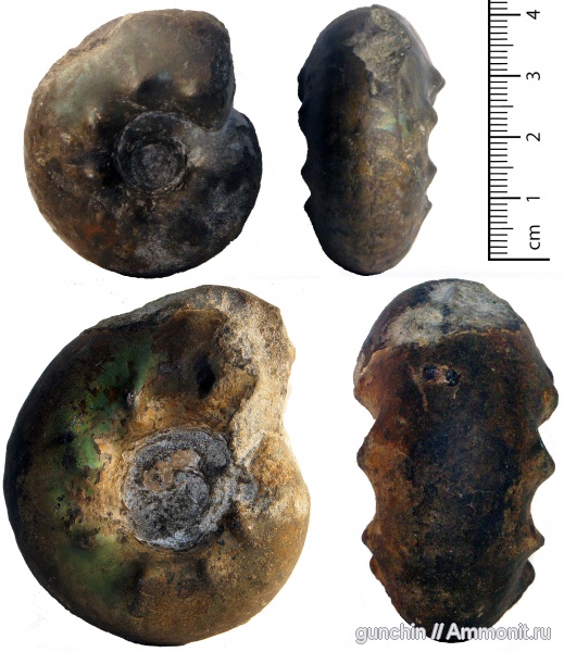 аммониты, Самарская область, Craspedites, Кашпир, Ammonites, Craspedites milkovensis, Craspeditidae