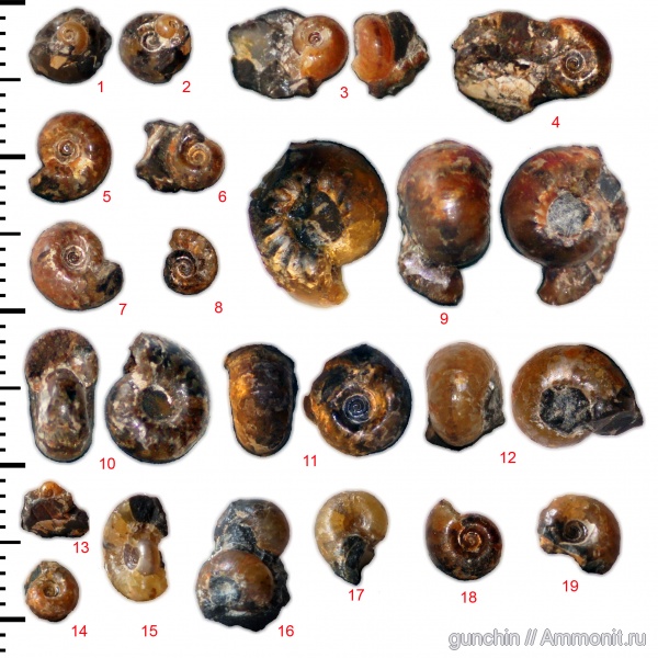 аммониты, Самарская область, сифон, ?, Ammonites, аммонителла