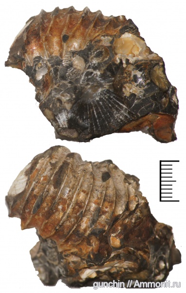 аммониты, Самарская область, ?, Ammonites