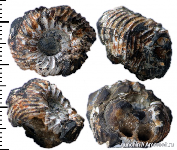аммониты, Самарская область, ?, Simbirskites, Ammonites