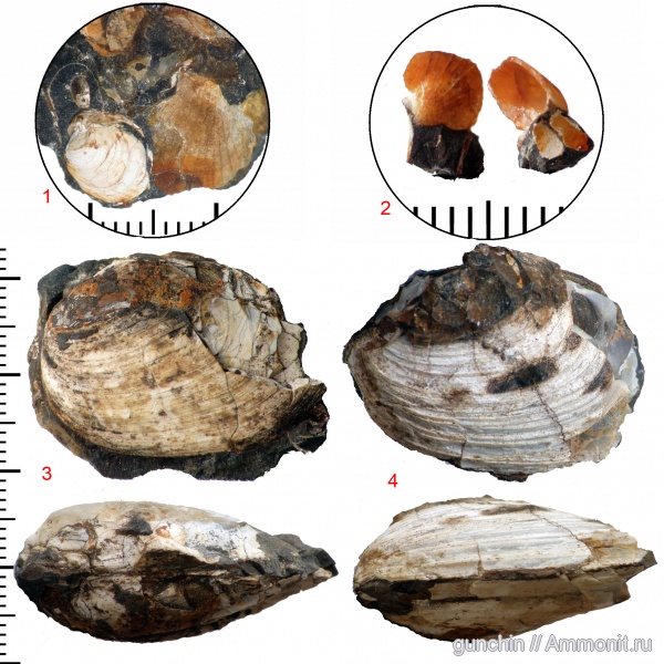 двустворчатые моллюски, Самарская область, Astarte, Oxytoma, Astarte porrecta