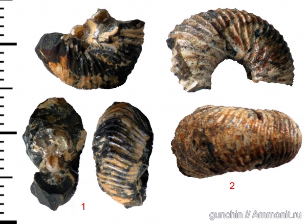 аммониты, Самарская область, сифон, ?, Ammonites