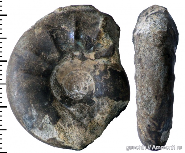 аммониты, Kachpurites, Самарская область, Кашпир, Ammonites, Craspeditidae, Garniericeratinae, Volgian