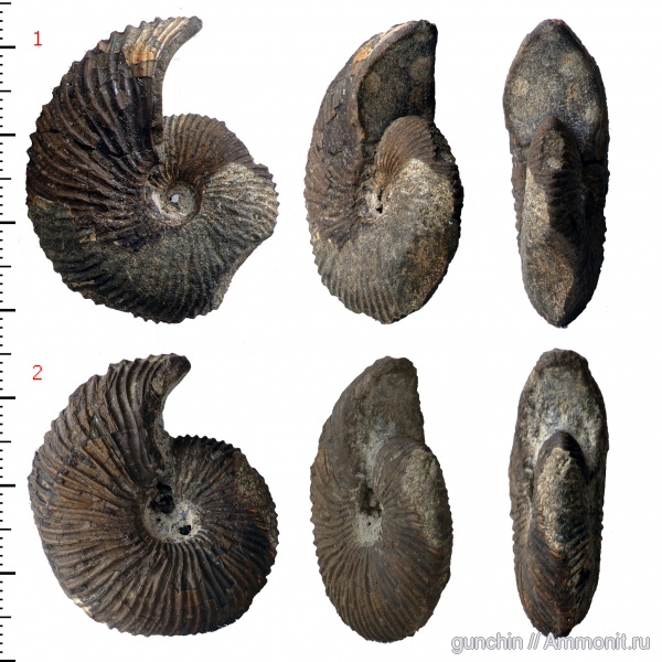 аммониты, Pseudocadoceras, Самарская область, устье, Cadoceratinae, Cardioceratidae, Ammonites