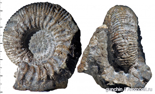аммониты, Самарская область, сифон, Kepplerites, Kosmoceratidae, Gowericeras, Ammonites, лопастные линии
