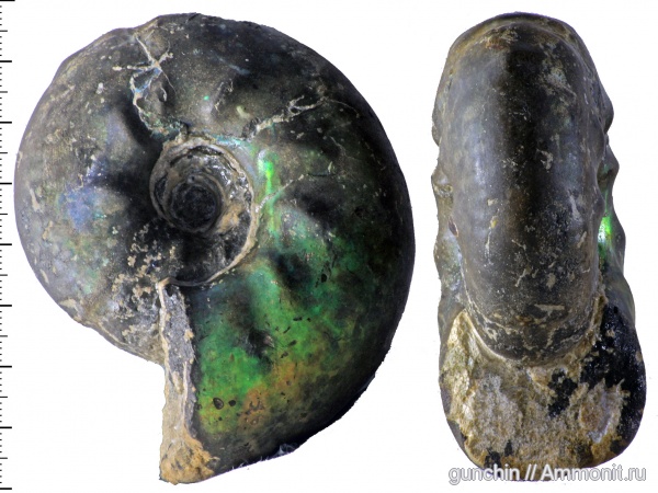 аммониты, Самарская область, Craspedites, прижизненные повреждения, Кашпир, Ammonites, Craspedites parakaschpuricus
