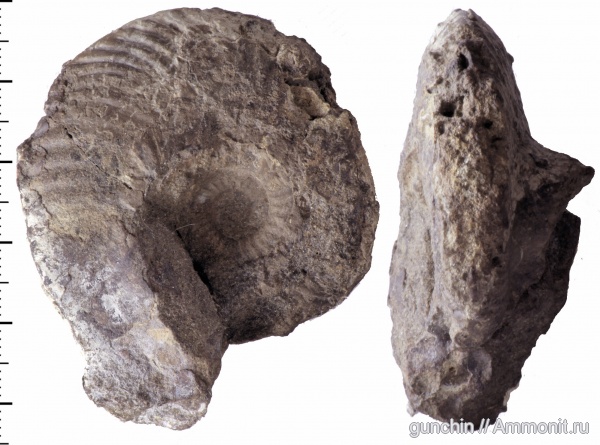 аммониты, Самарская область, Quenstedtoceras, Cardioceratidae, Ammonites