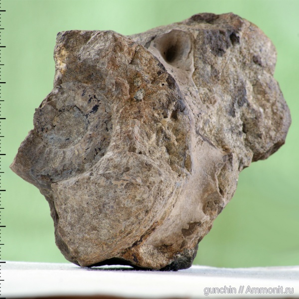 аммониты, Euaspidoceras, Самарская область, Ammonites, Aspidoceratidae, Aspidoceratinae