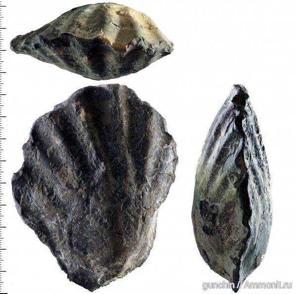 юра, двустворки, двустворчатые моллюски, Самарская область, Ctenostreon, Jurassic