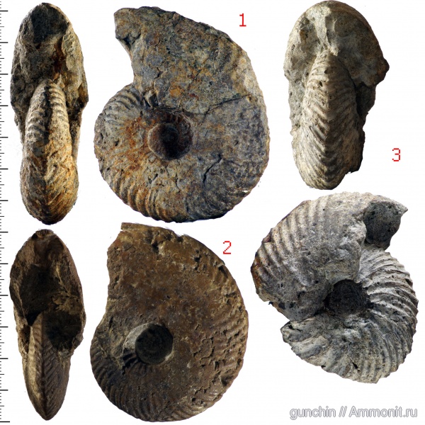 аммониты, Самарская область, Quenstedtoceras, Eboraciceras, Cardioceratidae, Ammonites, Quenstedtoceras pseudolamberti