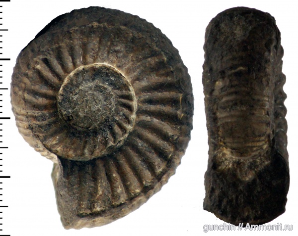 аммониты, юра, Самарская область, Perisphinctes, Perisphinctidae, ?, Ammonites, Jurassic